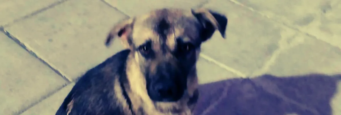 Carabinero disparó y mató a perro callejero en inmediaciones de Cesfam
