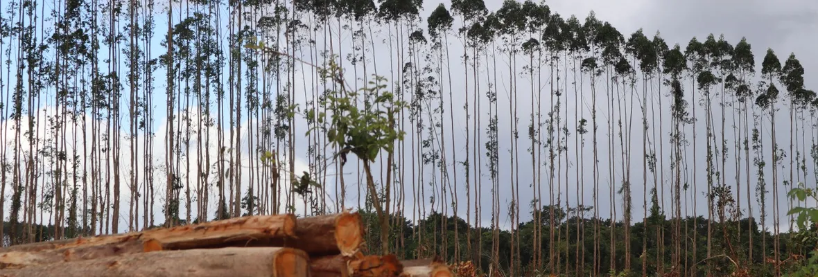 Peligro por expansión de árboles transgénicos: Brasil fue sede de encuentro internacional para detener su propagación