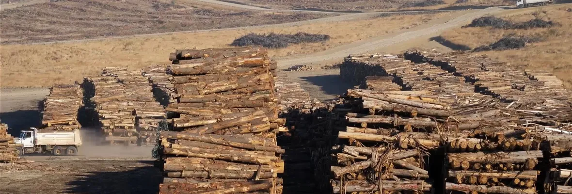 Modelo forestal chileno en la mira internacional: estrenan documental alemán sobre sus impactos socioambientales