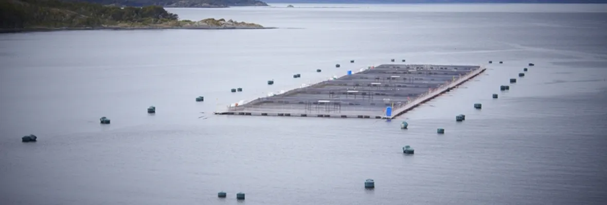 Remezón en el sur de Chile: Habrían 400 concesiones acuícolas salmoneras con causal de caducidad