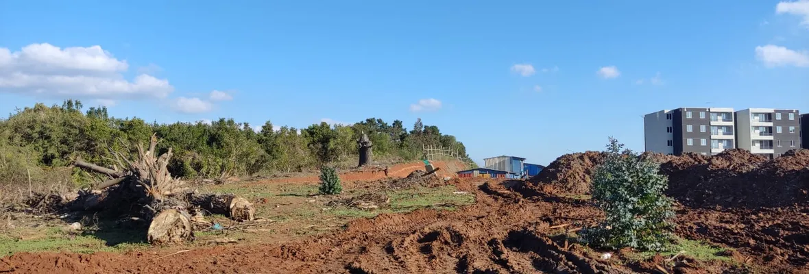 Vecinas/os denuncian degradación del último bosque nativo en la ribera del río Andalién en Concepción