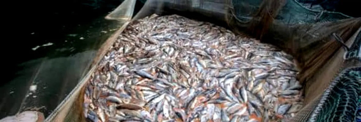 Desde el parlamento exigen a Subsecretaría de Fuerzas Armadas el pronunciamiento por 400 concesiones salmoneras en condición de ilegalidad