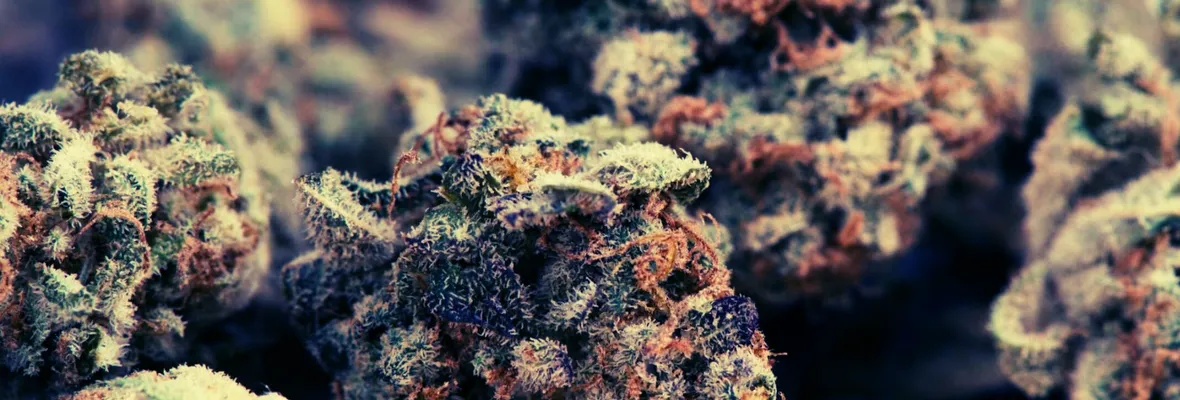 Neurocientífica advierte riesgos del uso de cannabis en cerebros en desarrollo