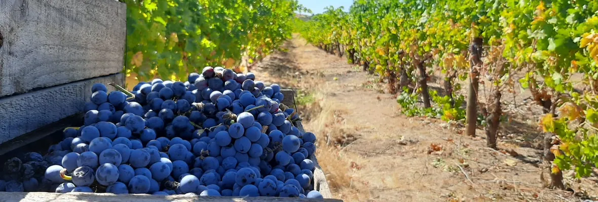 ¿Cómo entender que el Día Nacional del Vino se haya decretado en viña Cousiño Macul?