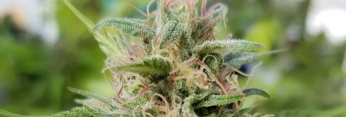 Nuevo Supremazo: absuelven de manera definitiva a acusado por cultivo ilegal de marihuana