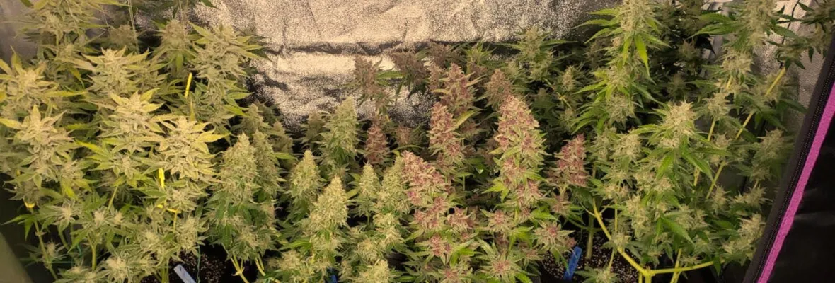 Tribunal absuelve a acusado de plantar ilegalmente marihuana y ordena que se le devuelvan sus sets de cultivo indoor