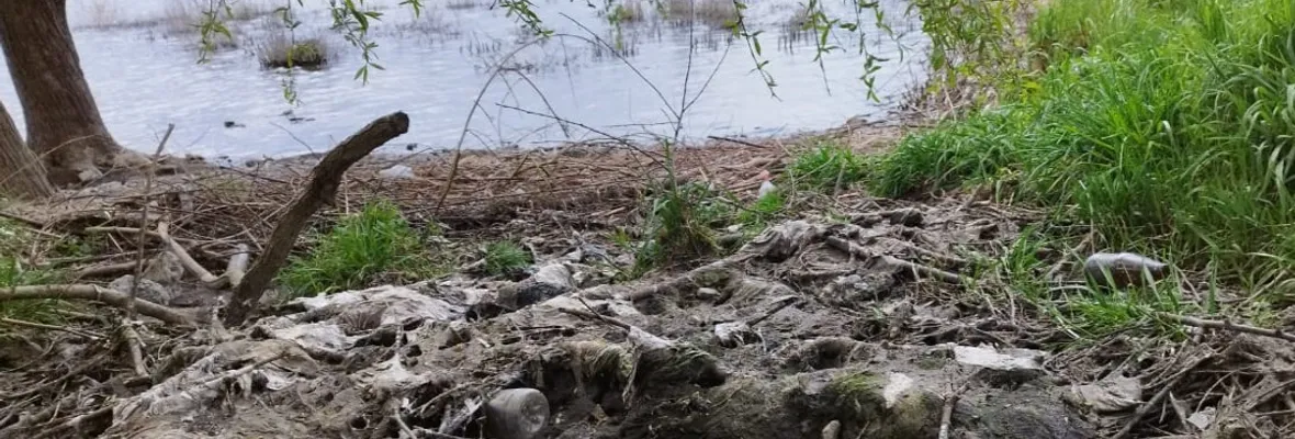 Aguas servidas en el Lago Villarrica: Superintendencia de Servicios Sanitarios investiga posible contaminación y municipio apunta a millonaria inversión en alcantarillado