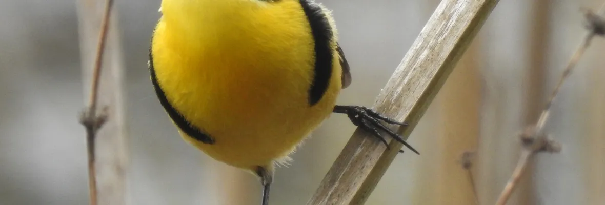 Con feria de divulgación el Parque Museo Pedro del Río Zañartu celebra el Día de la Fauna Chilena