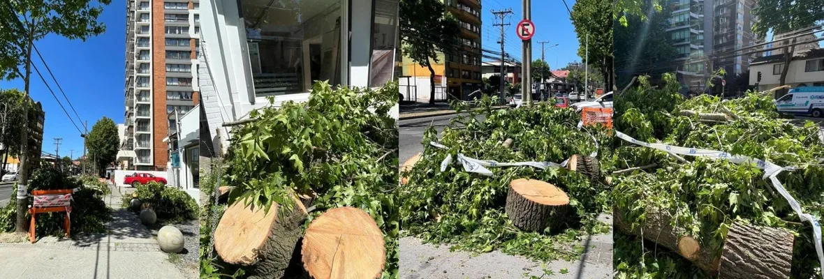 Cartas a Resumen | Critican tala indiscriminada de árboles en la ciudad de Concepción
