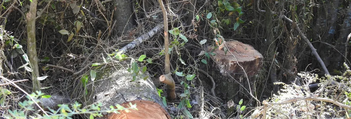 Ante la tala ilegal de árboles del Parque Nacional Nonguén, vecinas/os demandan reforzar su resguardo