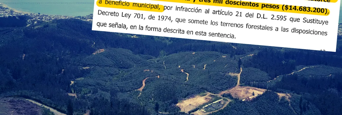 Minera de tierras raras en Penco está condenada por talar plantación forestal sin plan de manejo