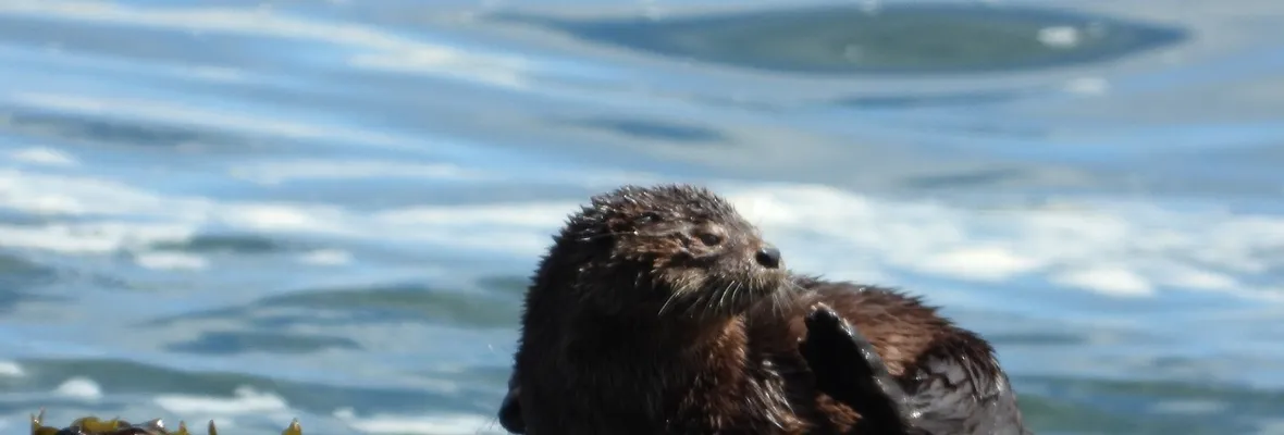 La nutria del Pacifico y los bosques de algas: El chungungo, una especie en peligro de extinción