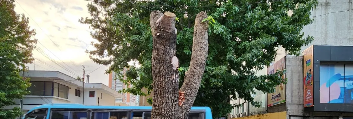 Concepción: La ciudad donde se destruyen árboles urbanos en plena era de cambio climático