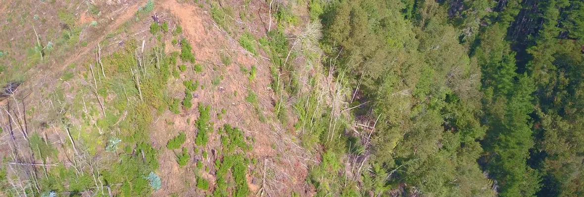 La explotación de bosque nativo que afecta a la emblemática cuesta Quilacoya de Hualqui