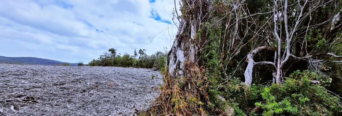 Chiloé: CONAF exige millonaria multa por tala ilegal sobre turberas en controversial proyecto eólico