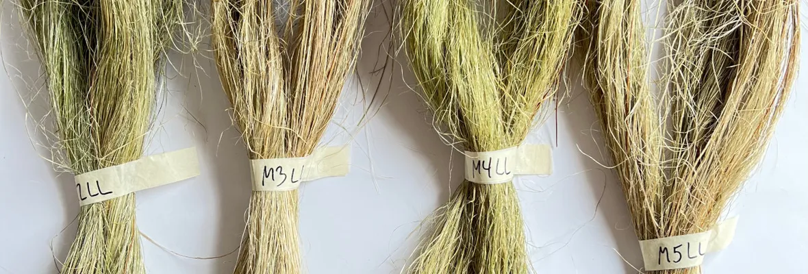 Investigación sobre usos de la pita concluye con resultados positivos