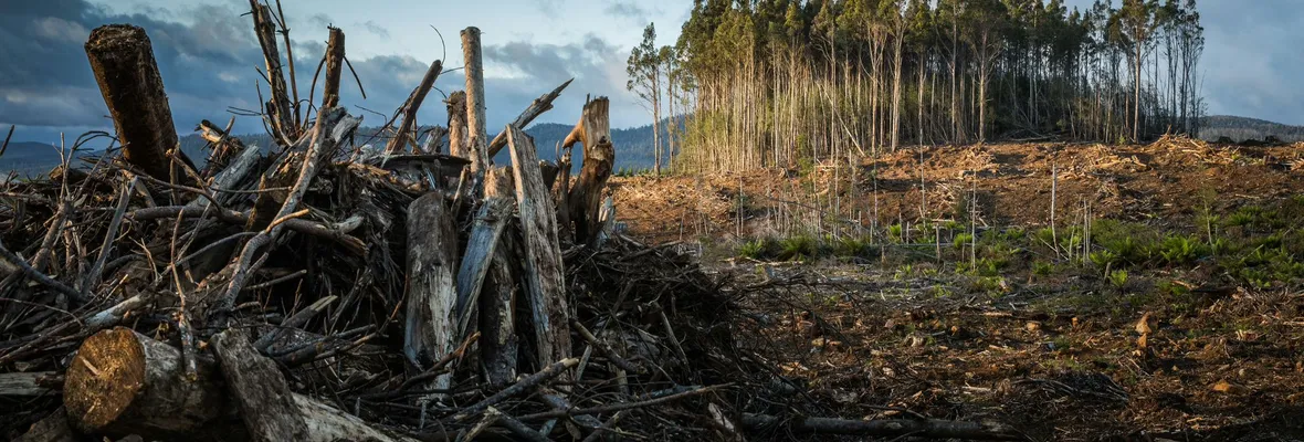 Conflictos socioecológicos, incendios y disminución de agua: Nuevo estudio científico confirma impactos de extractivismo forestal en Chile