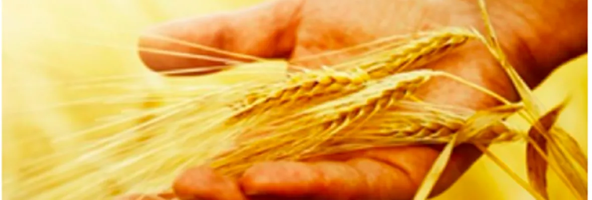 Monopolio en la agricultura mundial: El adiós al conocimiento ancestral y la exclusión de los más pobres