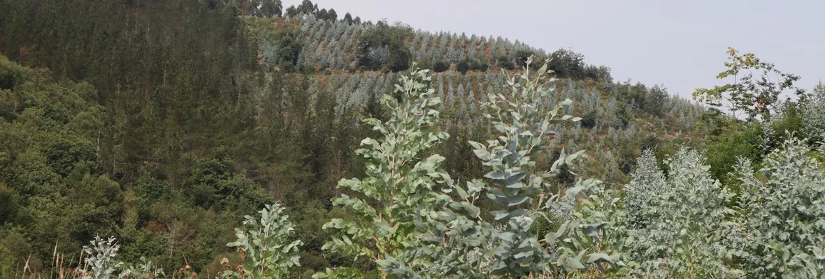 Organizaciones exigen " declarar una moratoria sobre nuevas plantaciones de pinos y eucaliptos" ante sentencia del Tribunal por los Derechos de la Naturaleza contra modelo forestal