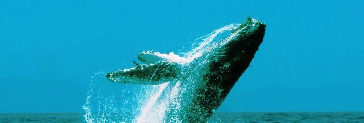 Tras presión de organizaciones y a última hora: Estado chileno pagó deuda y podría votar en comisión internacional por la protección de las ballenas