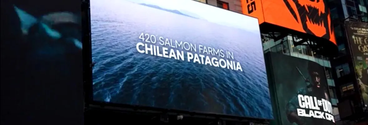 Impactos de la salmonicultura en Patagonia chilena son expuestos en Times Square con revelador video