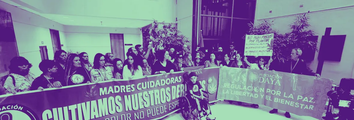 Tribunal de Chillán absuelve a paciente con lupus de cargos por cultivo de cannabis medicinal