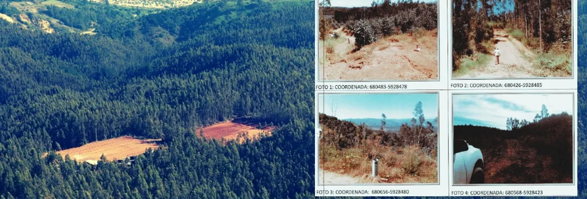 Confirman condena contra minera de tierras raras en Penco por talar plantación forestal sin plan de manejo