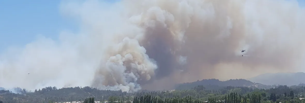 "La extensión, densidad y continuidad de las plantaciones forestales, facilita que los incendios se propaguen rápidamente" expresaron organizaciones ambientales