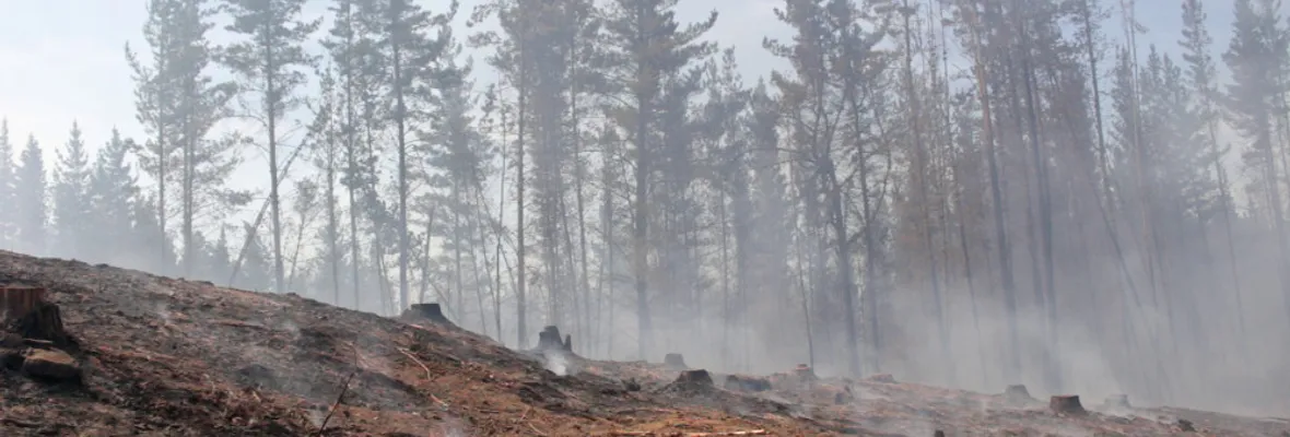 Armas forestales de destrucción masiva: incendios amenazan gravemente Biobío y el país
