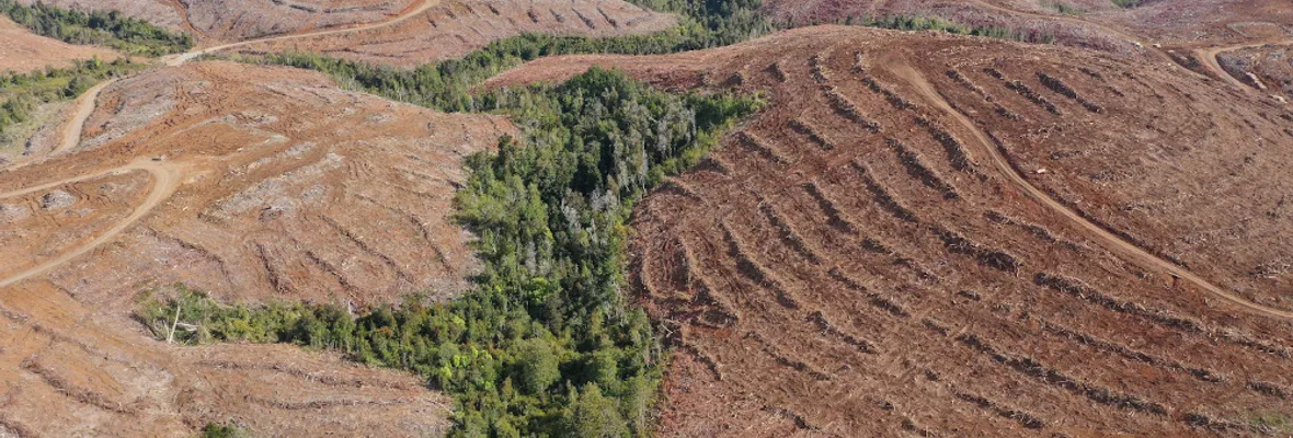 La enfermedad de la tierra: cómo el monocultivo forestal destruye la medicina ancestral mapuche