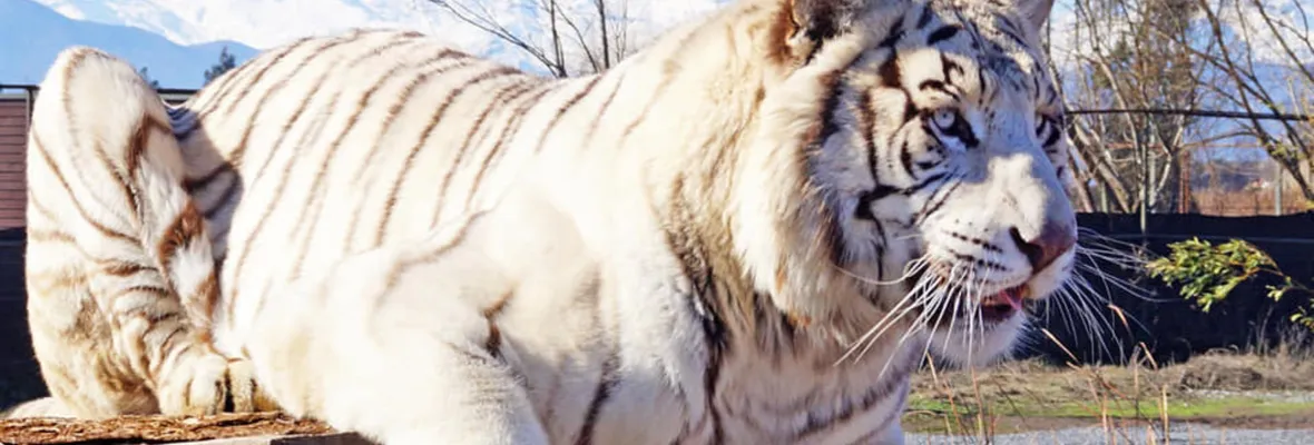 Condenan a Gerente y Propietario de Parque Safari por Muerte de Trabajadora Atacada por Tigre
