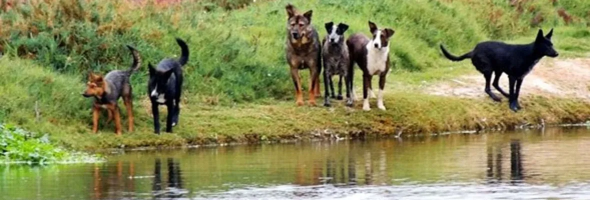 Jaurías de perros y mordeduras: un problema creciente en diversos sectores de Chile