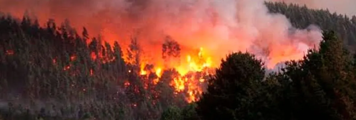 Tribunal Internacional de los Derechos de la Naturaleza declara al modelo forestal chileno culpable de violar los Derechos de la Naturaleza y los derechos bioculturales del Pueblo Mapuche