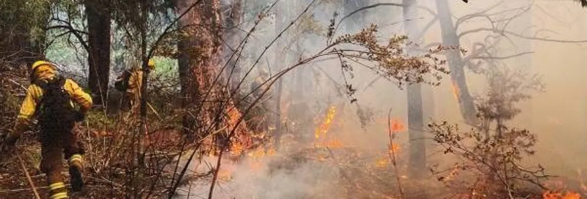 El duelo invisible tras el fuego: salud mental en medio de la crisis de los incendios en Chile