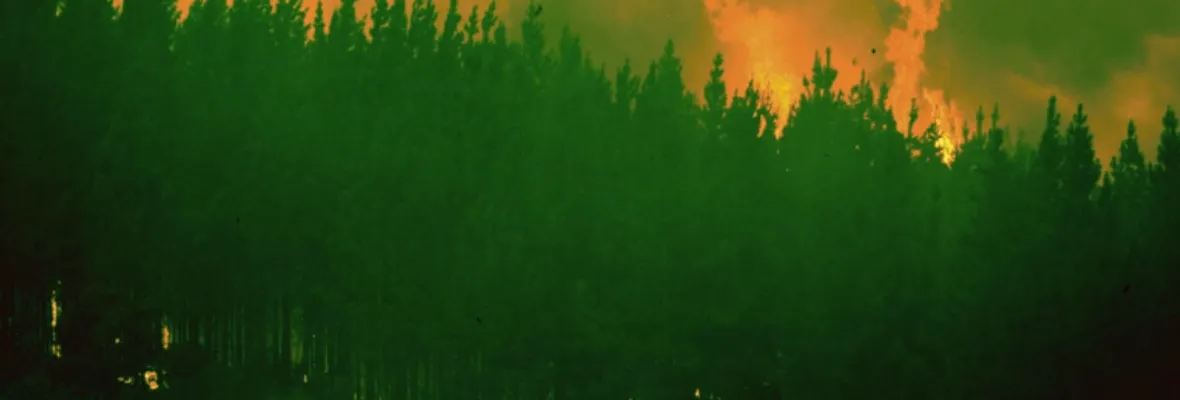 Plantar Pobreza: un documental que muestra el origen e impacto del negocio forestal en Chile