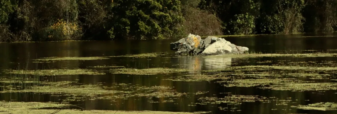 Parque Museo Pedro del Río Zañartu lidera acciones de restauración ecosistémica en la Península de Hualpén