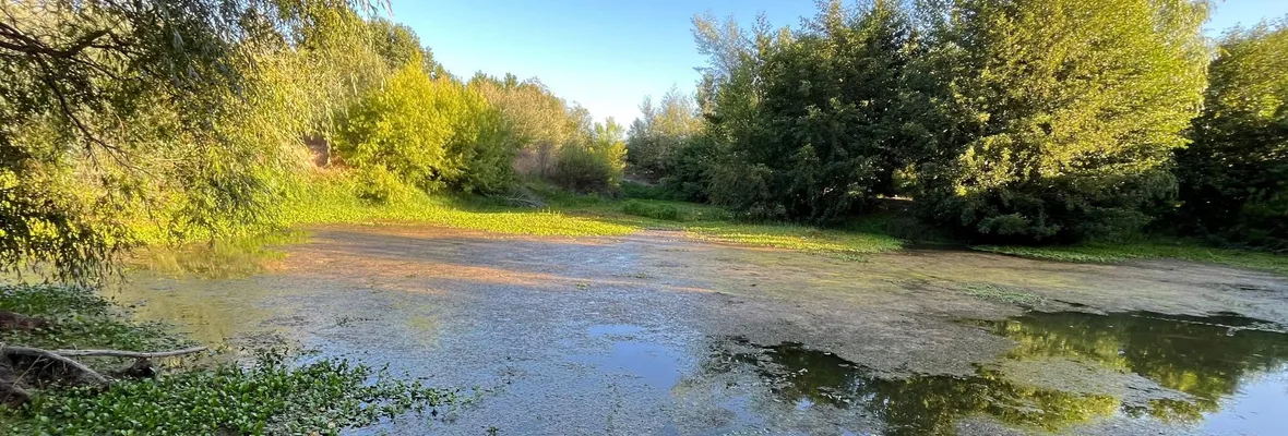 Conflicto por humedal Los Boldos en Chiguayante: Comunidad exige transparencia y protección