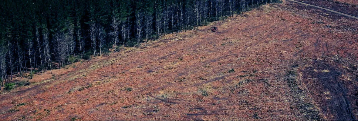 No solo el viento: La uniformidad de las plantaciones forestales como factor de propagación de incendios