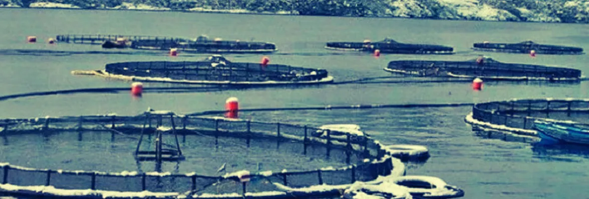 Acaparamiento extranjero del mar en Magallanes y prontuario ambiental: El costo oculto del salmón en la Patagonia Austral