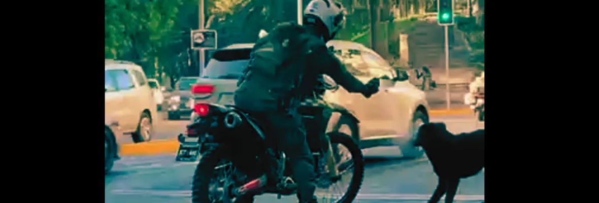 Carabineros no realizó sumario a funcionario que roció a perro con spray: solo se le llamó la atención