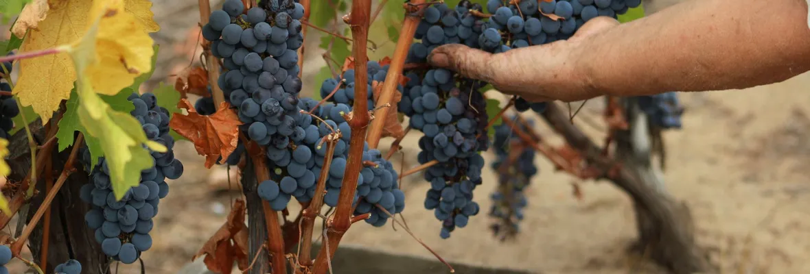 El otro lado del salú’: poder y desigualdad en la producción de vino en Chile