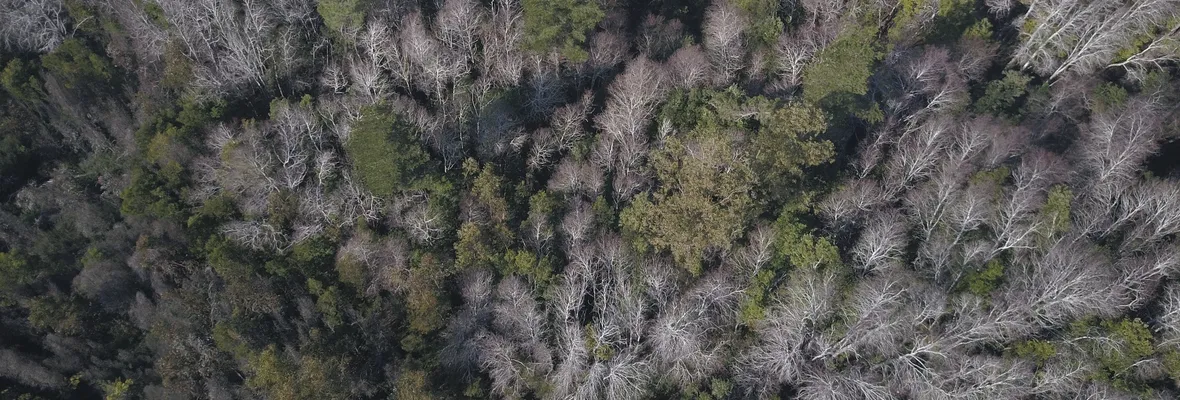 "Nos destruiría todo este sector": El desconocido relicto de bosque nativo amenazado por la supercarretera eléctrica en Hualqui