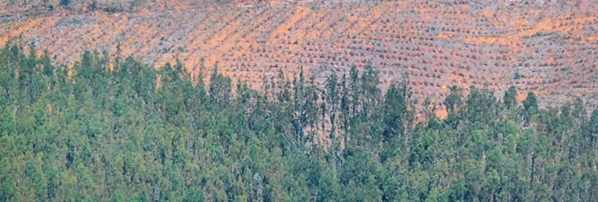 El ambicioso plan de expansión forestal que amenaza Chile: 1 millón más de hectáreas de pino y eucalipto