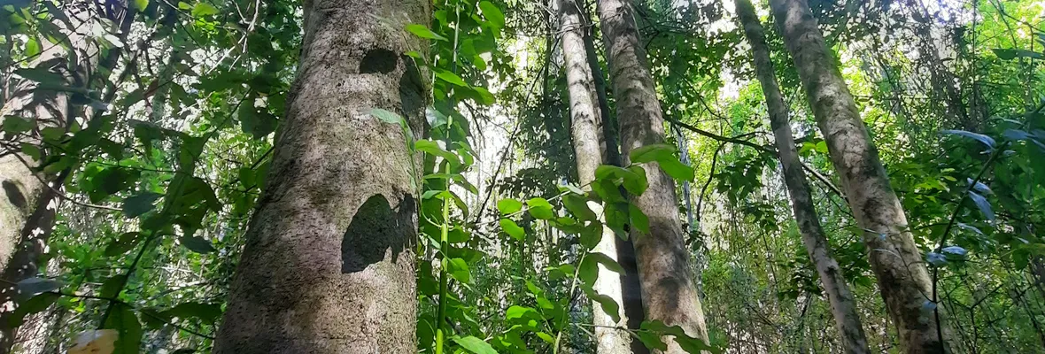 "Nos van a partir el campo a la mitad por unas migajas" denuncia vecina afectada por supercarretera eléctrica en Paso de Piedra, Hualqui