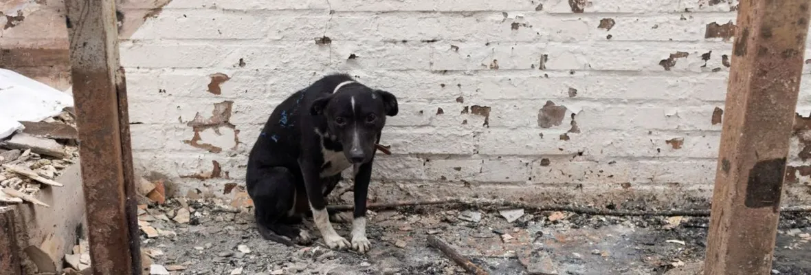 Creadores de Penco lanzan plataforma digital para buscar animales extraviados en Biobío y Ñuble tras los incendios