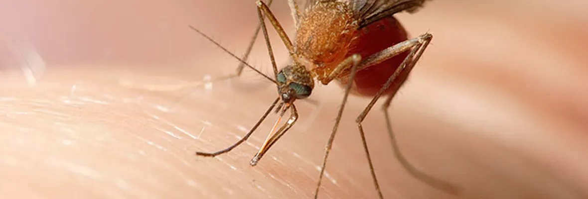 Algunas recomendaciones ante inusual plaga de zancudos en el Gran Concepción