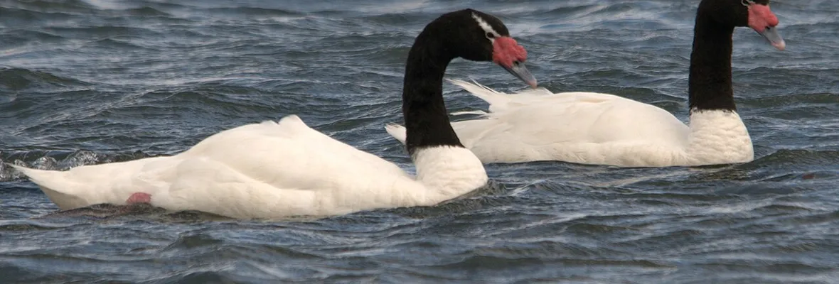 Influenza aviar: SAG confirmó primer caso en aves silvestres en la Región del Biobío