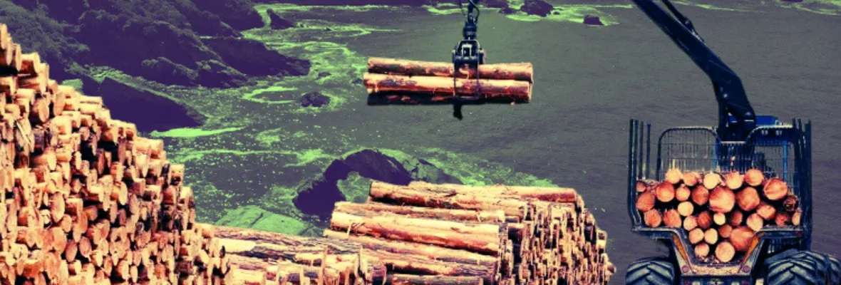 Conaf no identifica predios de empresas forestales en comuna de Hualpén