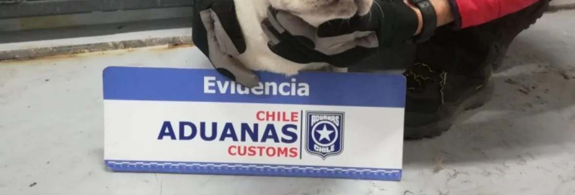 Lesa animalidad