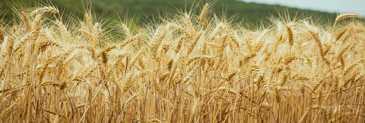 El SAG y las “Nuevas Técnicas de Fitomejoramiento”: ciudadanía alerta que permiten el cultivo desregulado de transgénicos en Chile